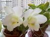 Cattleya walkeriana 